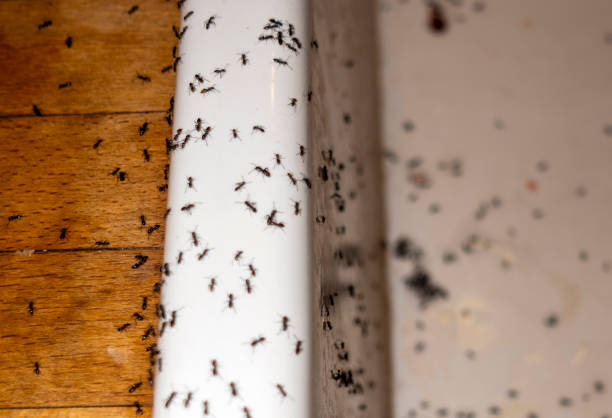 Best Pest Removal Services  in Morristown, IN