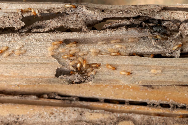 Best Ant Control Services  in Morristown, IN