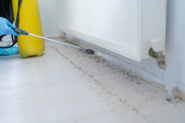 Best Insect Control  in Morristown, IN