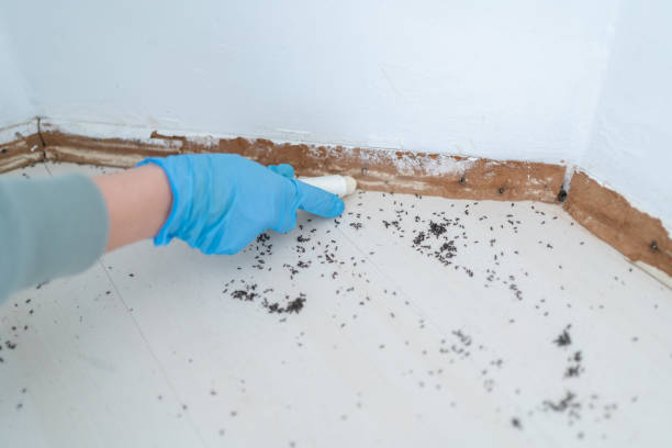 Best Residential Pest Control  in Morristown, IN